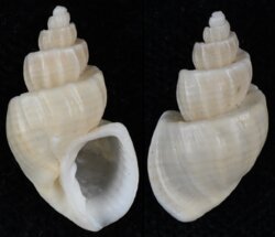 Trigonostoma foveolata