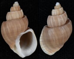 Trigonostoma foveolata