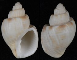 Cancellaria spirata