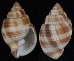 Cancellaria reticulata