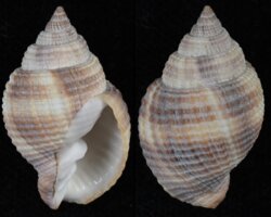 Cancellaria reticulata