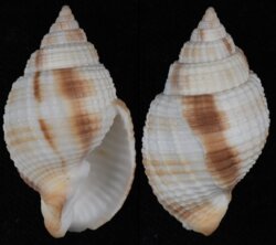 Cancellaria reticulata