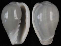 Cryptospira ventricosa