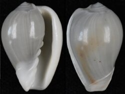 Cryptospira ventricosa