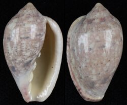 Marginella helmatina