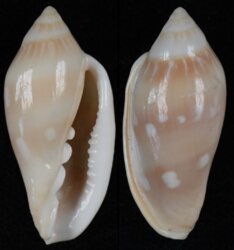 Marginella desjardini