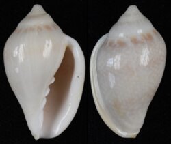 Marginella glabella