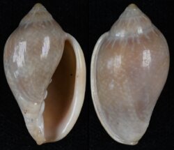 Marginella glabella