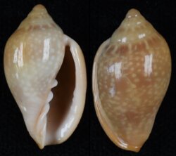 Marginella glabella