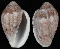 Marginella rosea