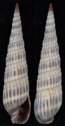 Duplicaria duplicatoides