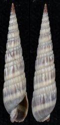 Terebra duplicatoides