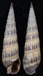 Terebra duplicatoides