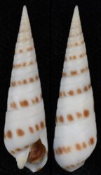 Terebra felina