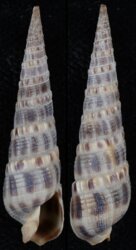 Terebra variegata