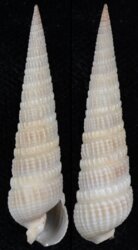 Neoterebra dislocata