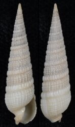 Neoterebra dislocata