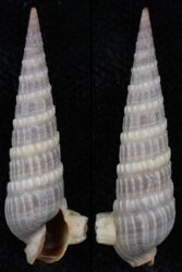 Neoterebra dislocata