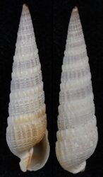 Neoterebra dislocata