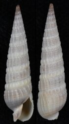 Neoterebra dislocata