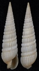 Neoterebra dislocata