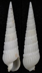 Neoterebra dislocata