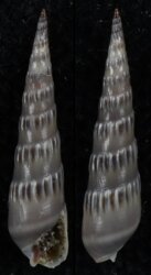 Hastula cinerea