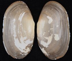 Lutraria lutraria