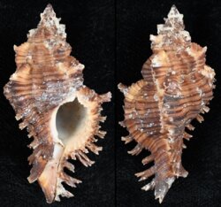 Chicoreus torrefactus