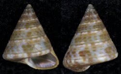Calliostoma laugieri