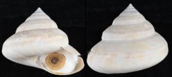 Perotrochus westralis