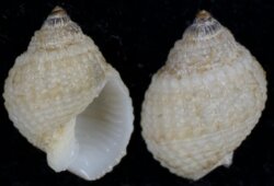 Nassarius albescens
