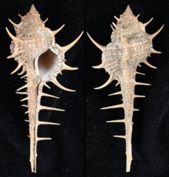 Murex africanus
