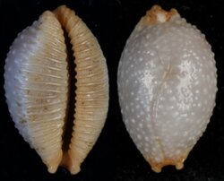 Staphylaea staphyleae laevigata