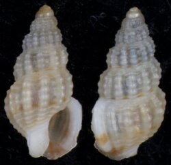 Nassarius liberiensis