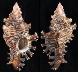 Chicoreus lamarcki