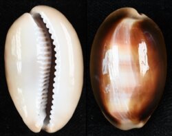 Lyncina ventriculus ventriculus