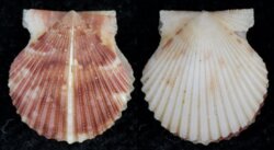 Aequipecten gibbus