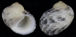 Nerita undata