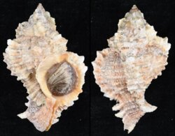 Phyllonotus pomum