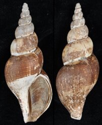 Japelion adelphicus