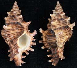 Chicoreus kilburni