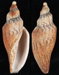 Fulgoraria hamillei