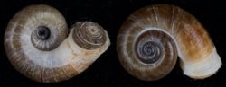 Rhiostoma samuiense
