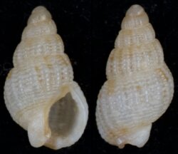 Nassarius kochianus