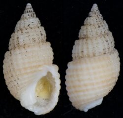 Nassarius trivittatus