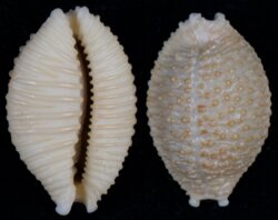 Nucleolaria nucleus