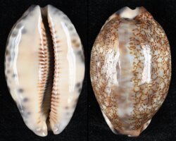 Mauritia eglantina