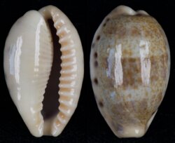 Erronea caurica elongata