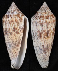 Phasmoconus australis